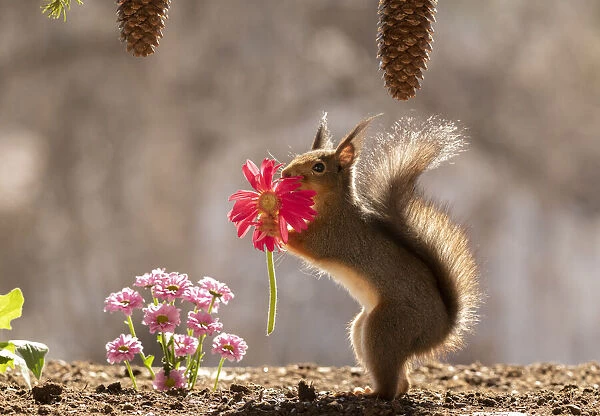 red squirrel holding an red daisy