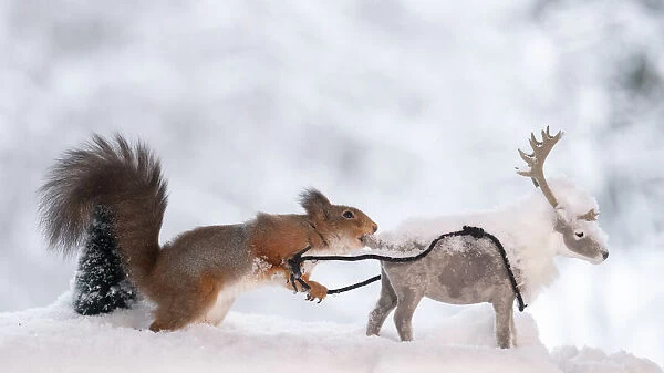 Red squirrel holding with a rope a reindeer