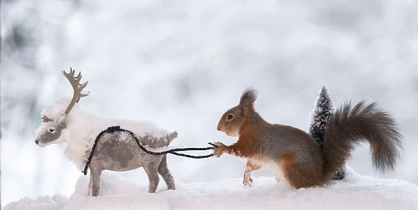 Red squirrel is holding with a rope an reindeer Date: 10-01-2021