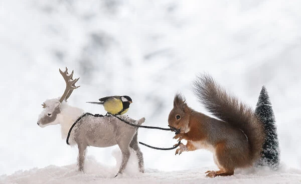 Red squirrel is holding with a rope a reindeer with titmouse Date: 09-01-2021