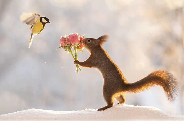 Red squirrel is holding a rose bouquet with flying titmouse Date: 04-01-2021