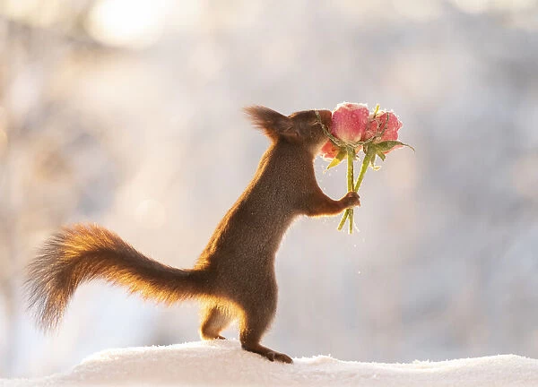 Red squirrel holding a rose bouquet with snow
