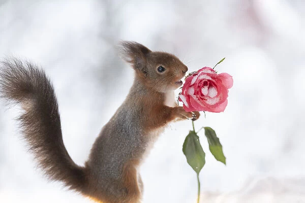 Red squirrel holding a rose with snow