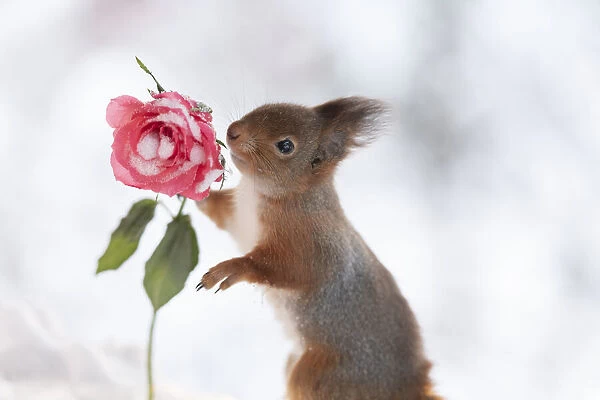Red squirrel holding a rose with snow