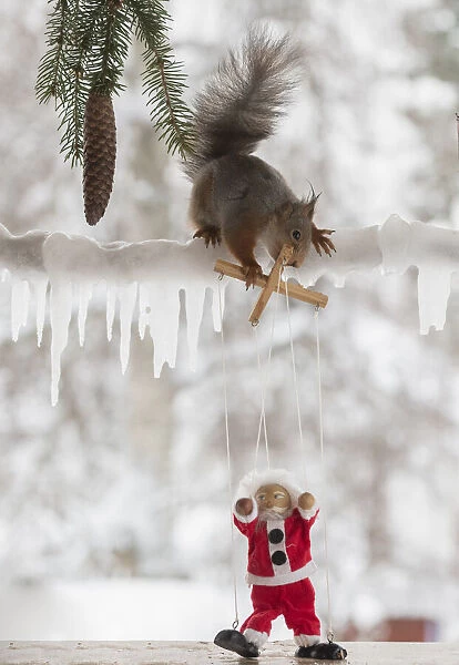 Red squirrel holding a Santa Marionette doll