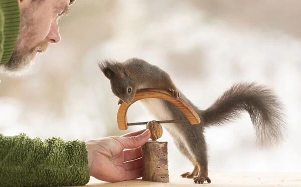red squirrel holding a saw with man holding a wallnut