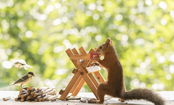 Red Squirrel holding a saw with timber
