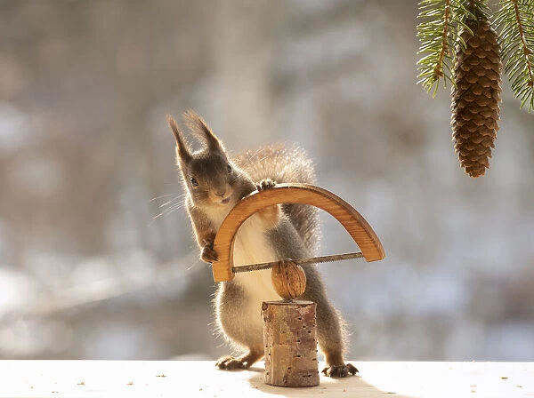 red squirrel holding a saw with a wallnut