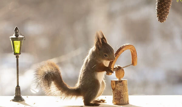 red squirrel holding a saw with a wallnut