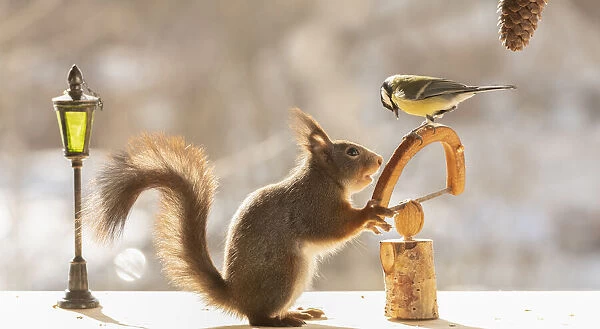 red squirrel holding a saw with a wallnut with great tit