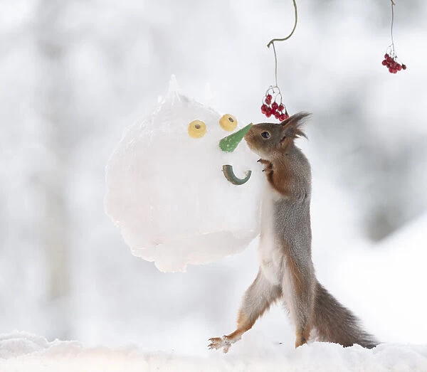 Red squirrel holding a snowman mask