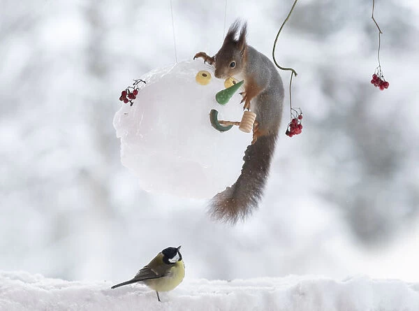 Red squirrel holding on to a snowman mask with titmouse beneath
