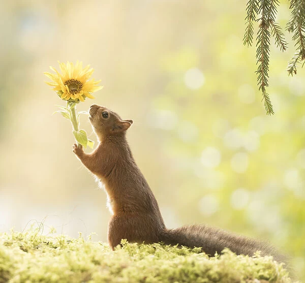 red squirrel is holding an sunflower