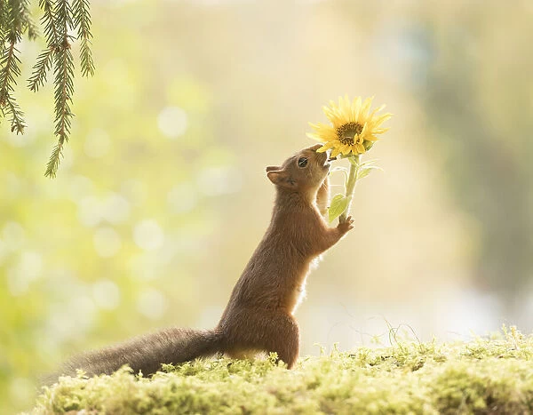 red squirrel is holding an sunflower