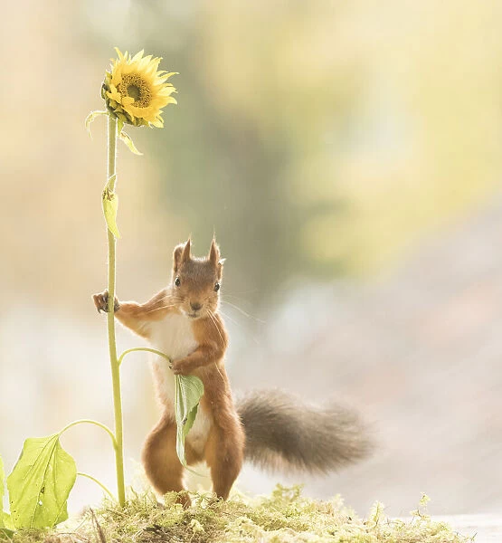 red squirrel is holding a sunflower