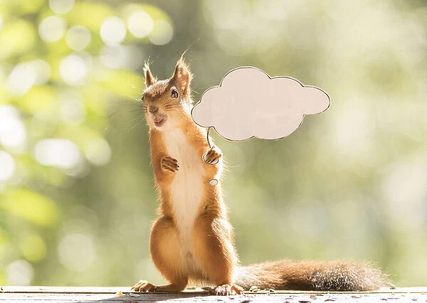Red Squirrel holding a text cloud