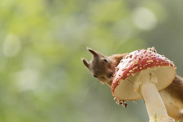 Red Squirrel holding a toadstool