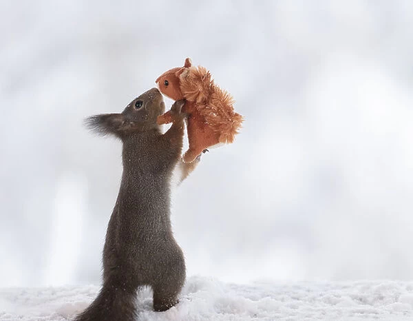 Red squirrel holding a toy baby squirrel