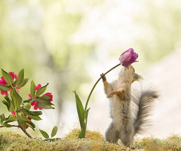 Red Squirrel is holding a tulip
