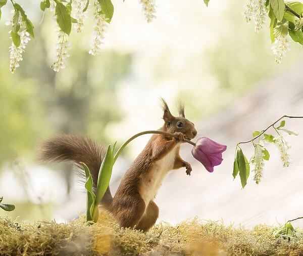 Red Squirrel is holding a tulip