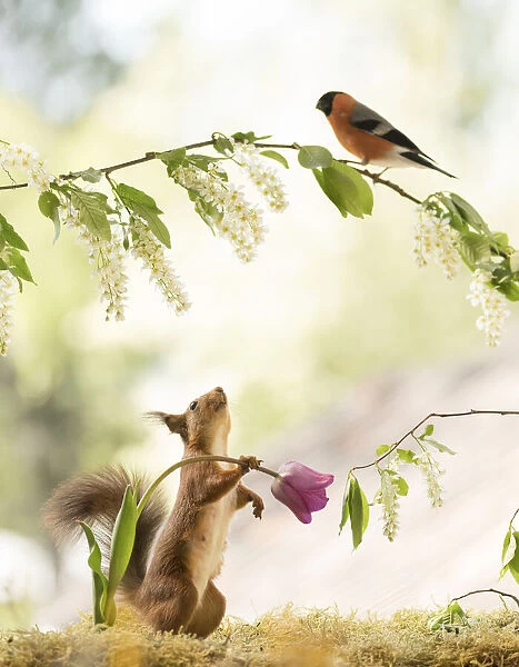 Red Squirrel holding a tulip looking up towards an bullfinch