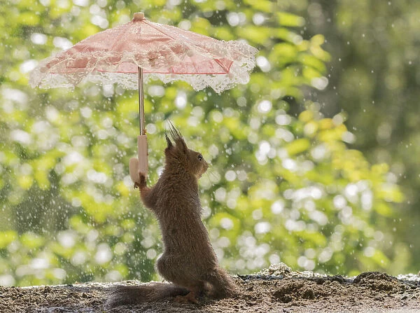 Red Squirrel holding an umbrella in the rain