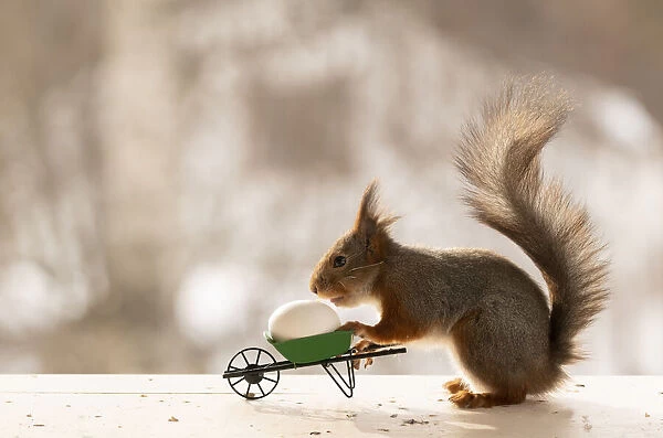 Red Squirrel holding a wheelbarrow with egg