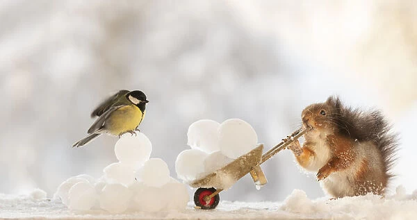 Red squirrel holding an wheelbarrow with ice balls and bird