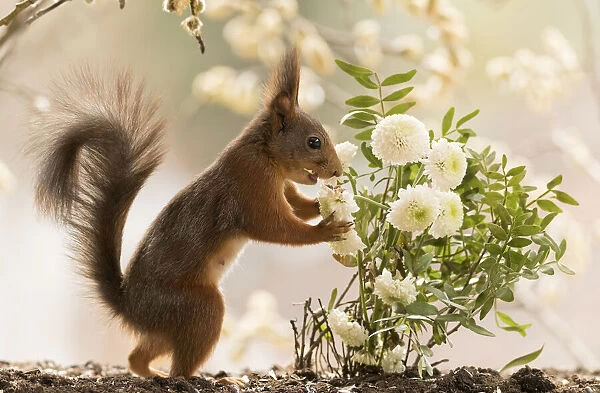 Red Squirrel holding a white chrysanth flower