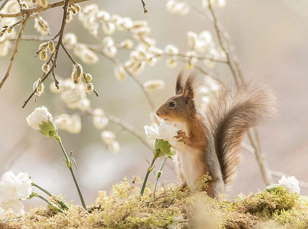 Red Squirrel holding a white Dianthus flower