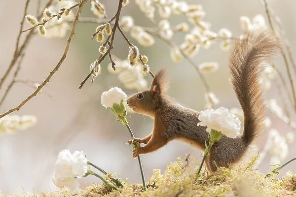 Red Squirrel holding a white Dianthus flower