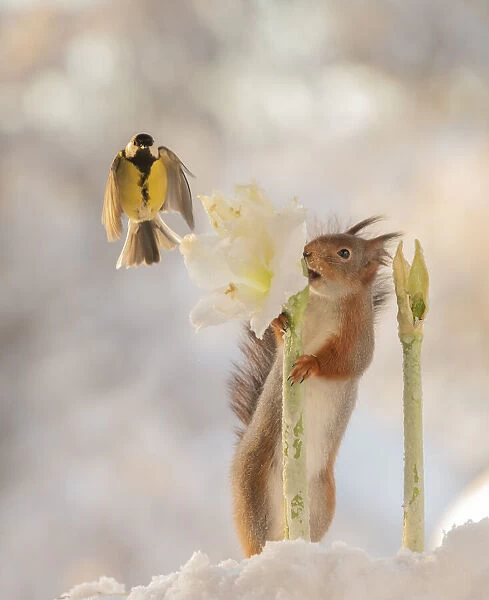 Red squirrel holding a white Hippeastrum flower with flying titmouse