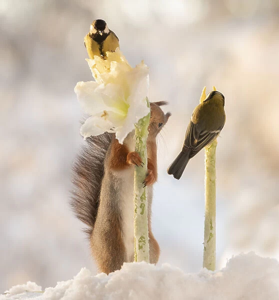 Red squirrel holding a white Hippeastrum flower with titmouse on it