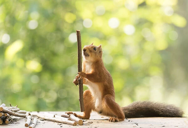 Red Squirrel holding a wooden stick