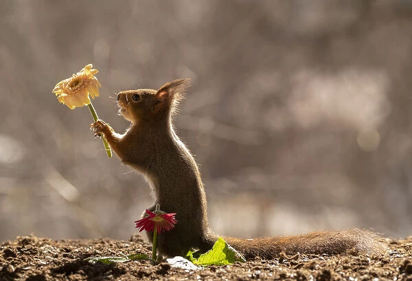 red squirrel holding an yellow daisy