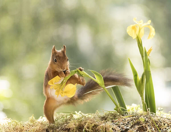 red squirrel holding yellow Iris flower with leg