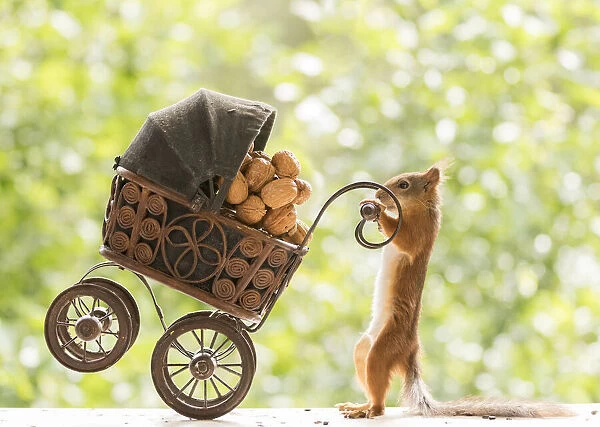 Red Squirrel holds a baby stroller with nuts