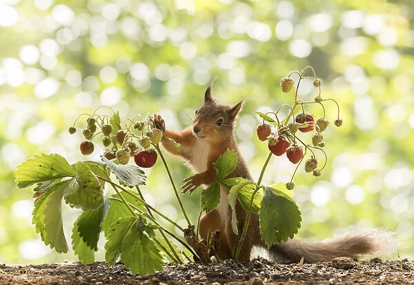 Red Squirrel holds a strawberry
