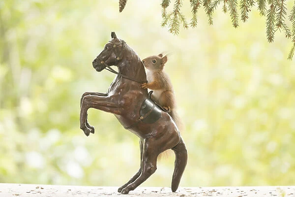 Red Squirrel on a horse