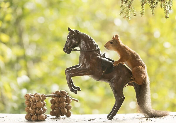 Red Squirrel on a horse