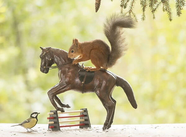 Red Squirrel on a horse Date: 20-09-2021