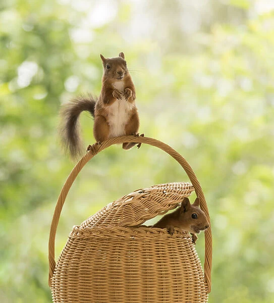 Red Squirrel inside a basket