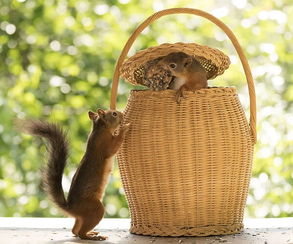Red Squirrel inside a basket with a pinecone