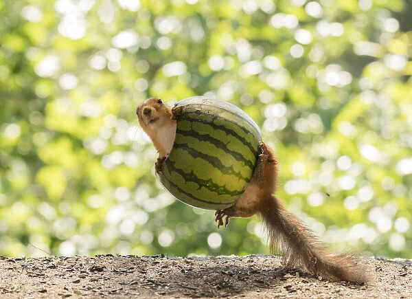 Red Squirrel inside a watermelon
