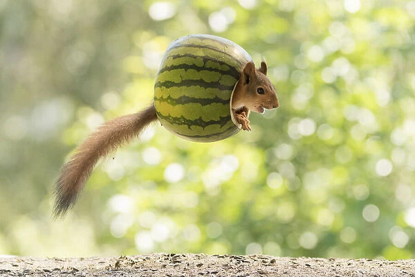 Red Squirrel inside a watermelon in the air