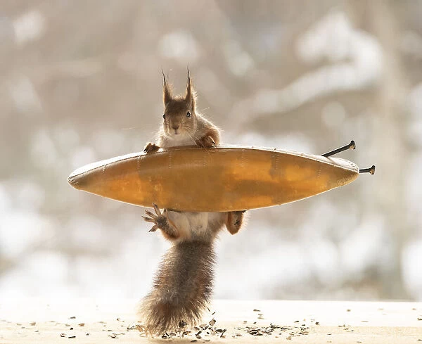 red squirrel jumping with an canoe