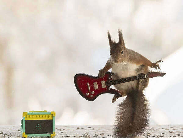 red squirrel jumping with a guitar