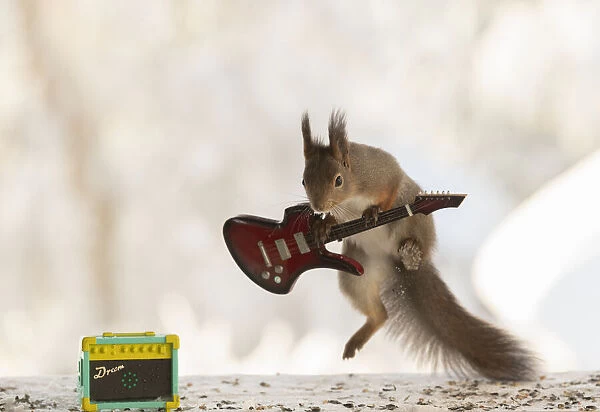 red squirrel jumping with a guitar looking down