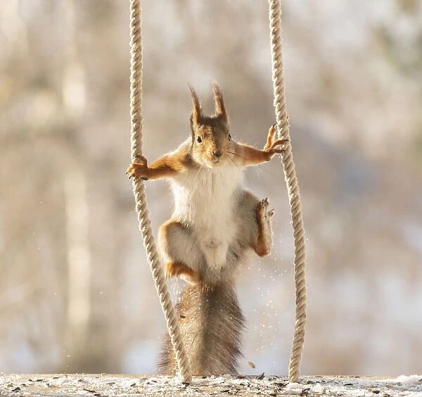 Red Squirrel jumping between ropes