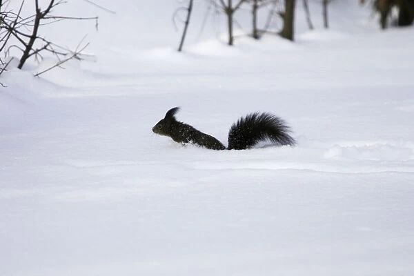 Red Squirrel - jumping through snow